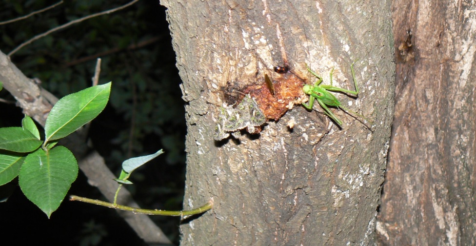 やなぎの枝先_幹に辿ってさらに降りたところにヤブキリの幼虫とキノカワガ_2021年5月28日20時15分頃 気温23度